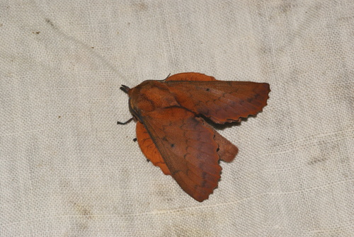 Gastropacha quercifolia