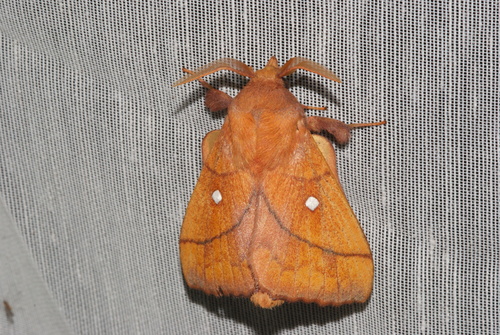 Odonestis pruni