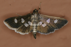 Desmia subdivisalis