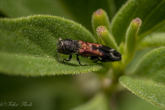 Agrilus lautuelliformis