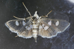 Desmia subdivisalis