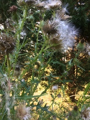 Cirsium vulgare