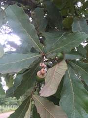 Quercus glaucescens