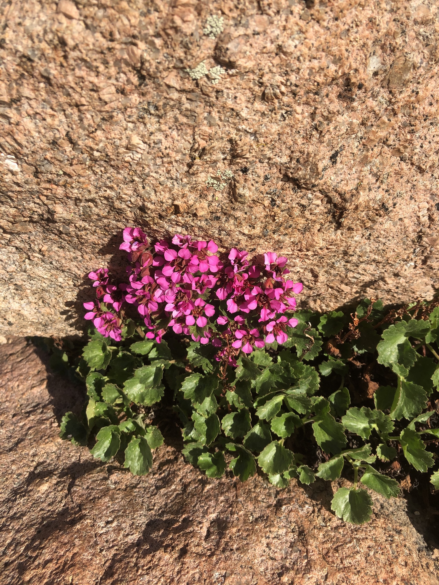 Telesonix jamesii