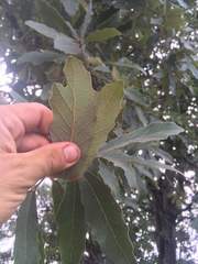 Quercus glaucescens