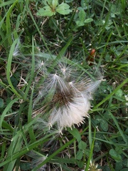 Cirsium vulgare