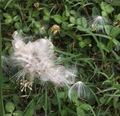 Cirsium vulgare