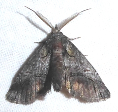 Paectes abrostolella