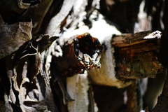 Scaptotrigona postica