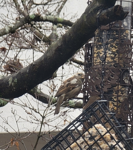 House Sparrow photographed in North Carolina