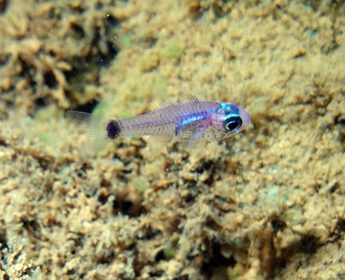 Dusky cardinalfish (Phaeoptyx conklini) — Apogonidae — 3