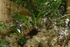 Pitcairnia chiapensis