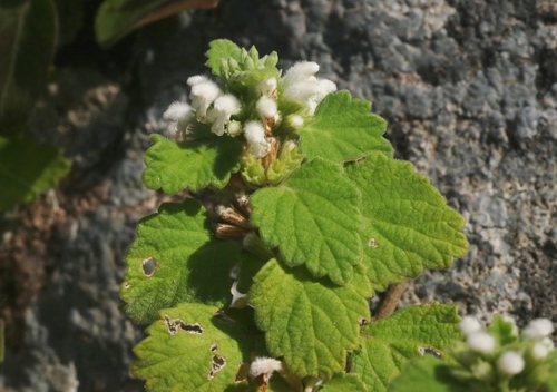 Hajhir Mountain Thumba (Leucas hagghierensis)