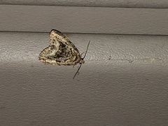 Protodeltote muscosula