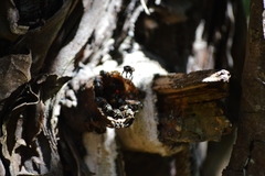 Scaptotrigona postica