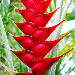 Heliconia caribaea