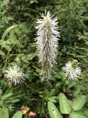 Sanguisorba stipulata