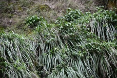 Pitcairnia mirandae