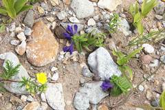 Scutellaria strigillosa