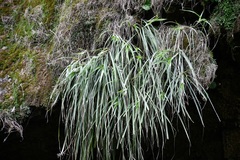 Pitcairnia mirandae