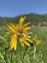 Helianthella