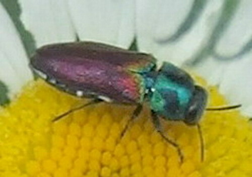 Anthaxie à élytres rouges