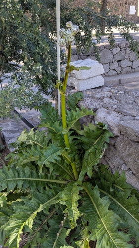 Image of Sonchus acaulis by (c) Simon, some rights reserved (CC BY)