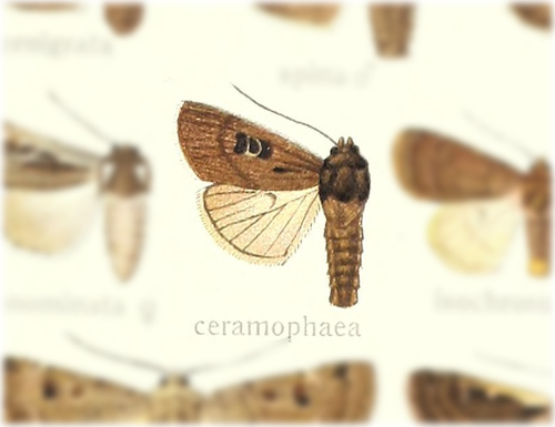 Agrotis ceramophaea in life