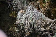Pitcairnia mirandae