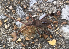 Leptoglossus
