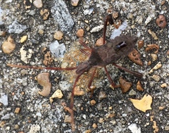 Leptoglossus