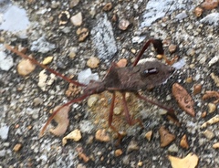 Leptoglossus