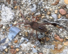 Leptoglossus