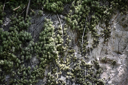 Tillandsia ionantha