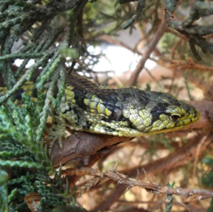 Abronia taeniata