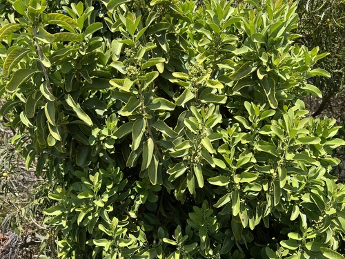 Santalum ellipticum observed 2025-02-05