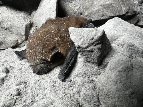 Big Brown Bat photographed in Kentucky