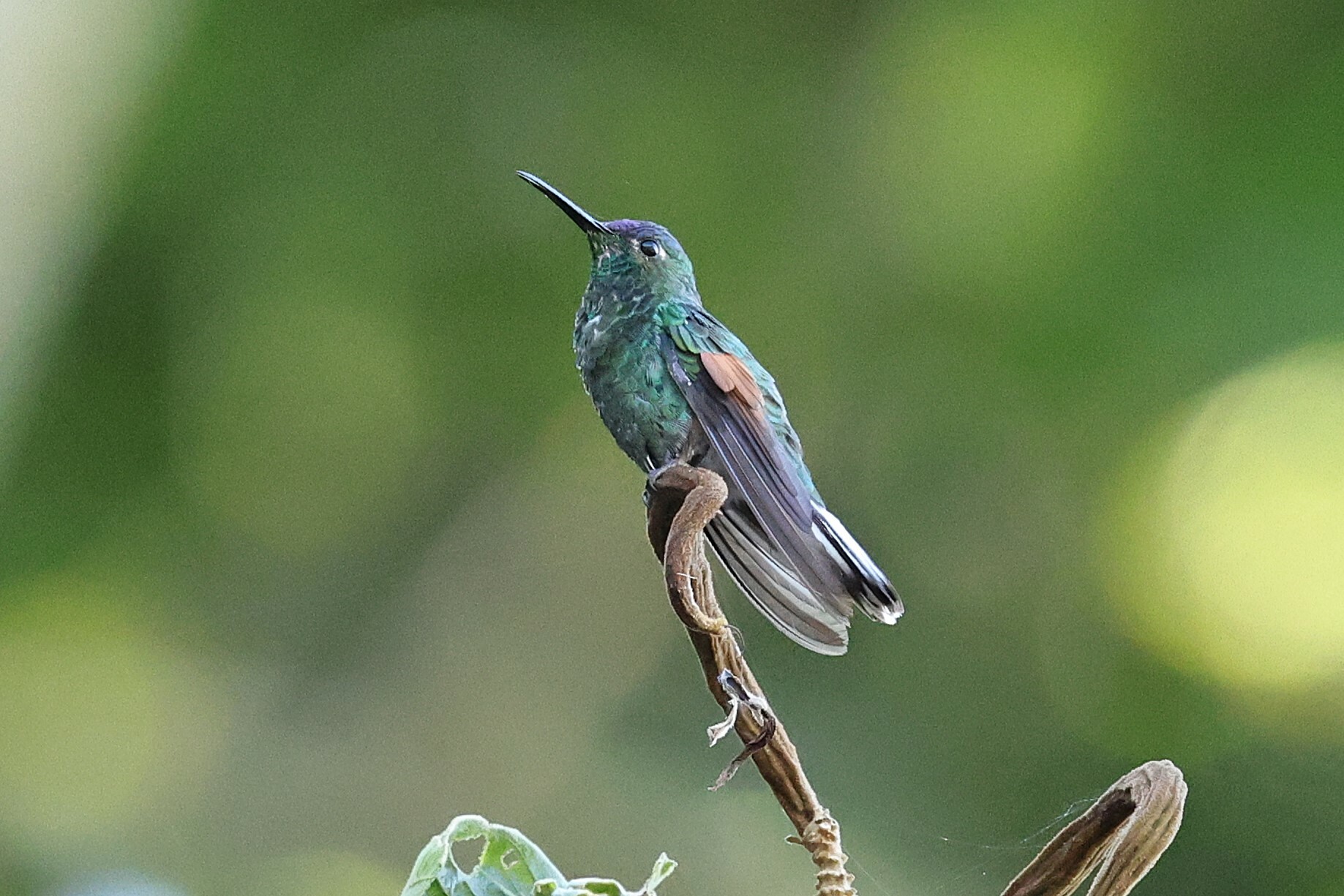 Oaxaca Hummingbird (Eupherusa cyanophrys), photo 4