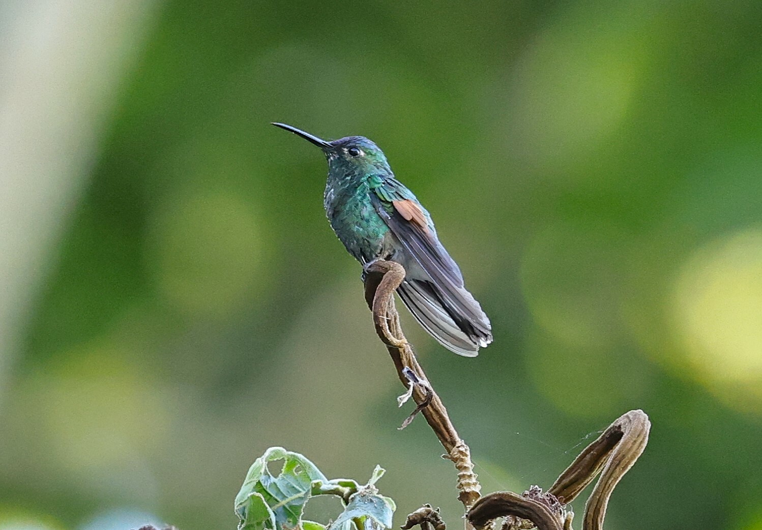 Oaxaca Hummingbird (Eupherusa cyanophrys), photo 3