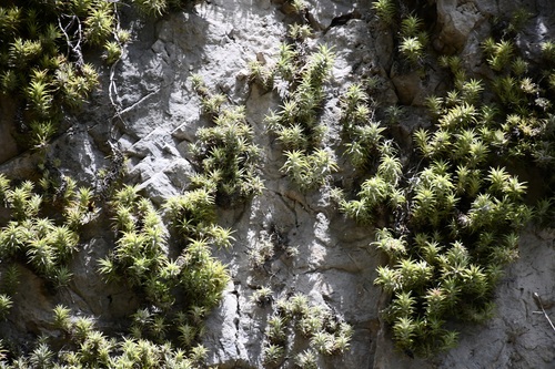 Tillandsia ionantha