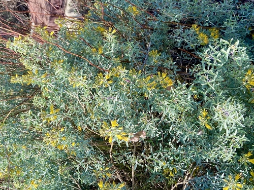 iNaturalist observation photo of Bladderpod