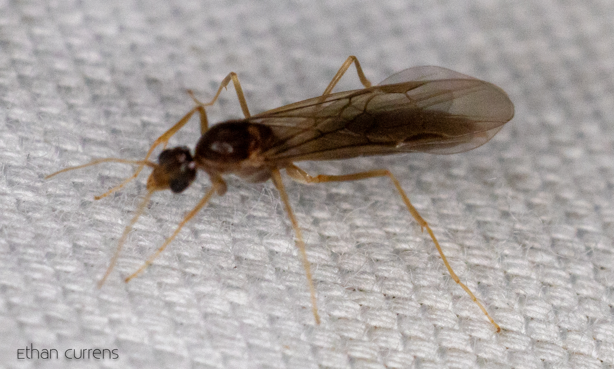 Linepithema fuscum