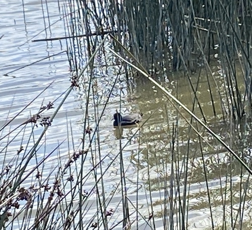 iNaturalist observation photo of American Coot