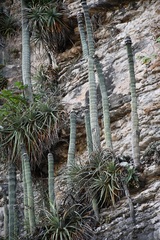 Cephalocereus apicicephalium
