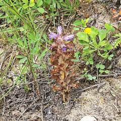 Orobanche coerulescens