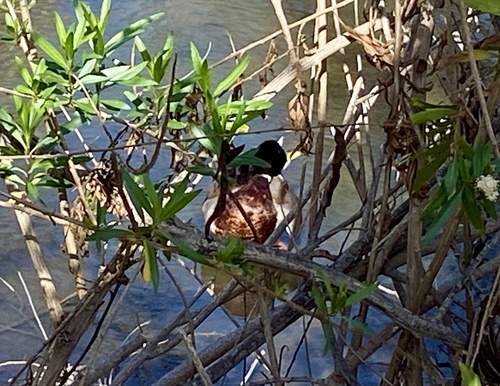 iNaturalist observation photo of Mallard