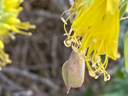 iNaturalist observation photo of Bladderpod