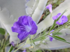 Ruellia jimulcensis