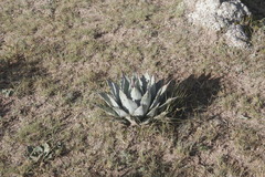Agave applanata