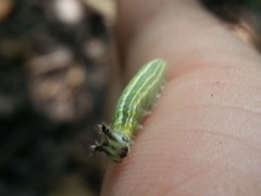 Asterocampa celtis celtis